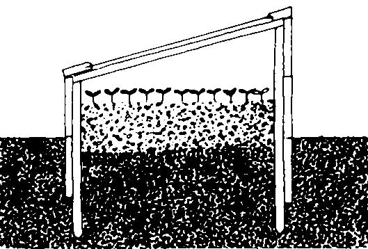A drawing showing that plants must grow in a cold frame for 8 to 10 weeks before setting in the garden.